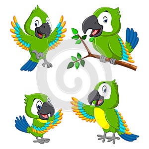 The collection of the green parrots with the different expression