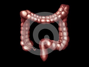 Illustration of the colon