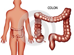 Illustration of the colon