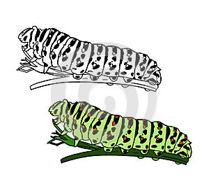 Illustration for a coloring book in color and black and white. Drawing of a caterpillar on a white isolated background.
