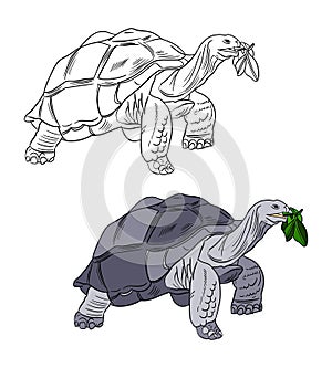 Illustration for a coloring book in color and black and white. Drawing of a turtle on a white isolated background.