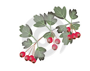 Illustration of a common hawthorn , Crataegus monogyna, branch with berries