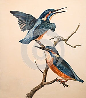 Illustration of common kingfisher Alcedo atthis