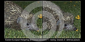 Illustration Comparing Eastern European Hedgehog in Relaxed and Defense Posture