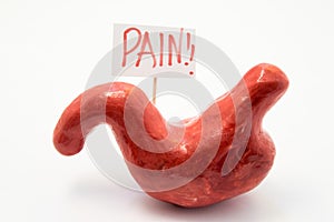 Illustration concept of pain symptom or syndrome in pathologies and diseases of stomach as ulcer, gastritis, heartburn. Anatomical photo