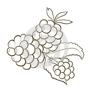 illustration contour line design element for packaging and printing. edible blackberry close-up on a white background. ingredient