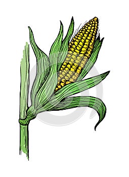 Illustration of corn grain stalk sketch