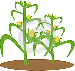 Illustration of corn plant