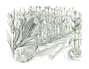 Illustration of cornfield grain stalk sketch