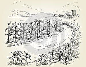 Illustration of cornfield grain stalk sketch