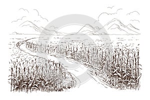 Illustration of cornfield grain stalk sketch photo