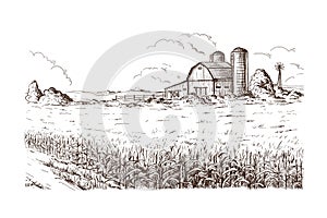 Illustrazioni da campo di mais grano stelo schizzo 