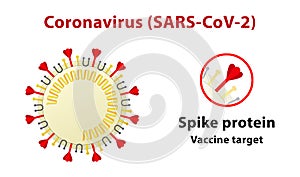 Illustration of coronavirus structure, highlighting its spike protein. Text in English.