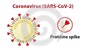 Illustration of coronavirus structure, highlighting its spike protein. Text in French.