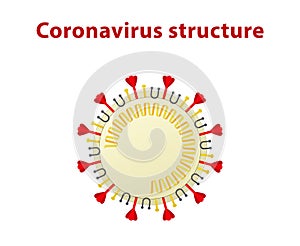 Illustration of coronavirus structure. White background.