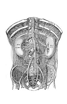 The illustration of course and branching of the abdominal aorta in the old book die Anatomie des Menschen, by C. Heitzmann, 1875,