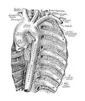 The illustration of course and branching of the descending breast aorta in the old book die Anatomie des Menschen, by C. Heitzmann