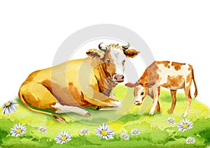 illustration of a cow with a calf on the green field, watercolor sketch of a cow and a calf, brown with white spots