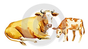 illustration of a cow with a calf, watercolor sketch of a cow and a calf, brown with white spots, farm animal