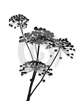 Illustration on Cow Parsley photo