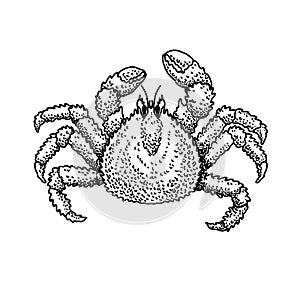 Illustration of crab in engraving style. Design element for logo, emblem, sign, poster, card, banner.