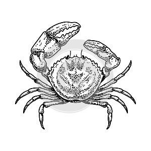 Illustration of crab in engraving style. Design element for logo, emblem, sign, poster, card, banner.