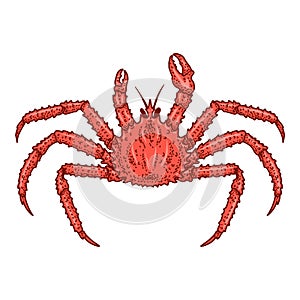 Illustration of crab in engraving style. Design element for logo, emblem, sign, poster, card, banner.