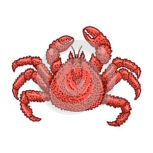 Illustration of crab in engraving style. Design element for logo, emblem, sign, poster, card, banner.