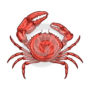 Illustration of crab in engraving style. Design element for logo, emblem, sign, poster, card, banner.