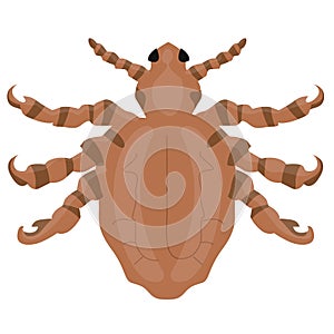 Illustration of a Crab louse