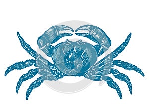 Illustration of a crab, vintage engraving style