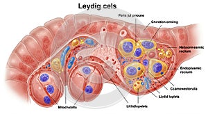 Illustration of a cross-section of tissue labeled 