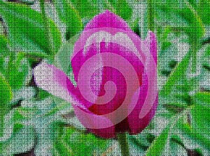 Illustration. Cross-stitch. Tulip flower.