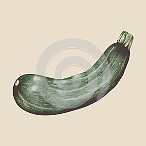 Illustration of cucumber vegetable isolated