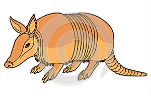 Illustration of a cute armadillo