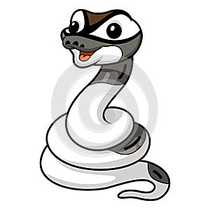 Cute axanthic pied ball python cartoon