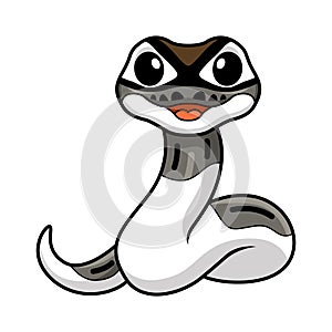 Cute axanthic pied ball python cartoon