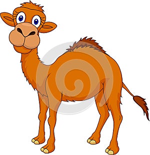 Camel cartoon photo