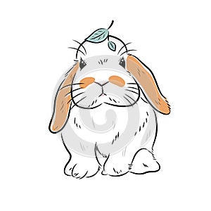 Illustration of cute holland lop bunny on whiteâ€‹ background