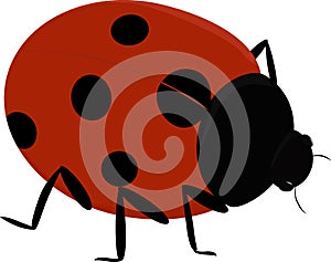 Illustration of a cute insect - Ladybug