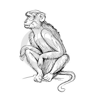 Illustration of cute monkey. Wildlife animals. Black and white isolated drawing of macaque for encyclopedia. Print for children