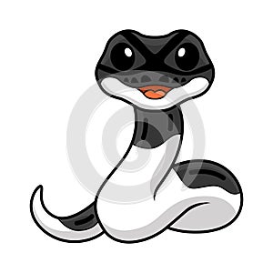 Cute panda pied ball python cartoon