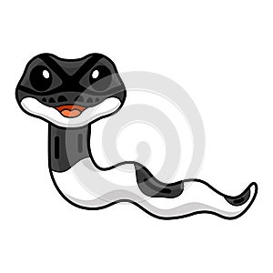 Cute panda pied ball python cartoon