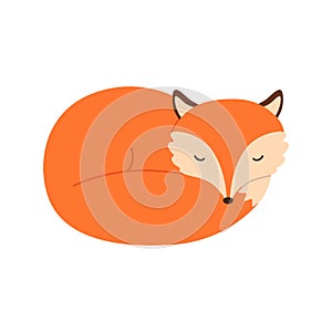 Illustration cute sleeping fox. Vector illustration isolated.