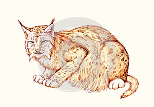 Illustration of cute wild lynx. Wildlife animals. Isolated drawing on white background. Print for children book, encyclopedia,