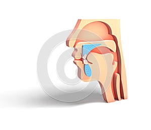 Illustration 3D human head emptied, otorhinolaryngology ENT photo