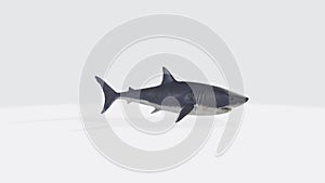 Illustration of a 3D rendering of a great white shark on a white background