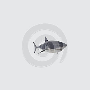 Illustration of a 3D rendering of a great white shark on a white background