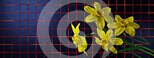 Illustration of daffodils as a web banner