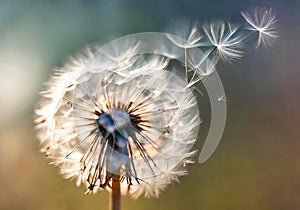 Illustration of a dandelion seeds blowing natural blurred background.